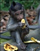 Bali – The Sacred Monkey Forest Sanctuary